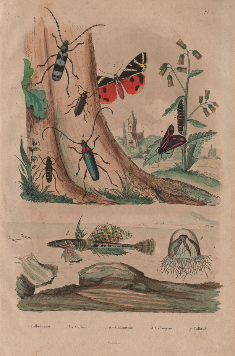 Callichroma & Callidium beetles. Callimorpha moths. Sculpin fish. Calliroé 1833